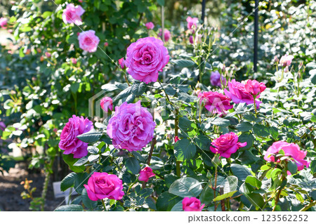 “棕櫚黃綠色”玫瑰 123562252