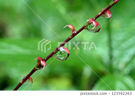 雨後田野上盛開的紅水葫蘆花 123562263