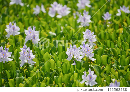 Water hyacinth blooming in a refreshing manner 123562288