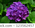 Hydrangea after the rain 123562457