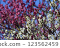 The plum which began to bloom 123562459