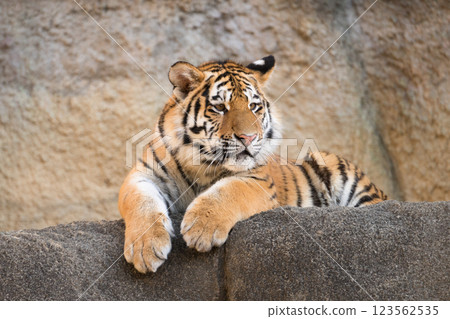 Tiger cub on the rocks Tiger cub on the rocks 123562535