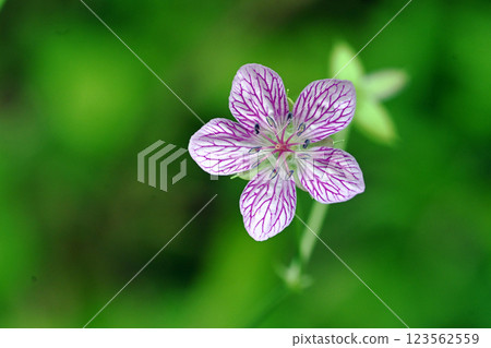 夏季高原上盛開的紅花風鈴草 123562559