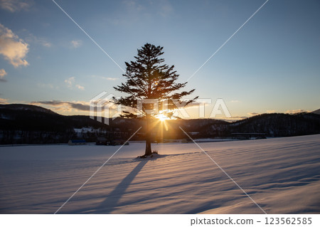 雪中一棵樹 雪中一棵樹 123562585
