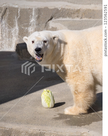 Polar bear at the zoo eating Chinese cabbage Polar bear at the zoo eating Chinese cabbage 123562591