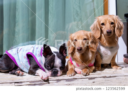 波士頓梗犬和卡寧金臘腸犬 123562599