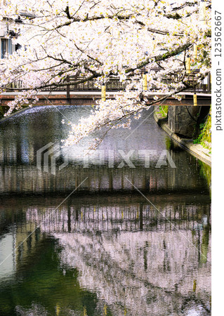Cherry blossom trees lined up along Kiyamachi Street in Kinosaki Onsen in spring in Toyooka City, Hyogo Prefecture, and the cherry blossoms reflected on the river 123562667