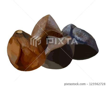 Camellia seeds 123562728