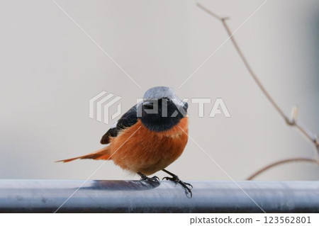 紅尾鴝（♂）向右看 123562801