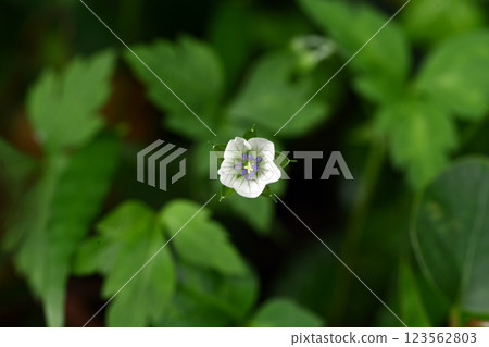 秋季山間和田野中盛開的白色小花木瓜 123562803