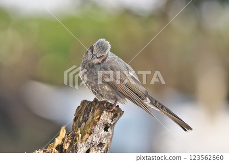Bulbul Bulbul 123562860