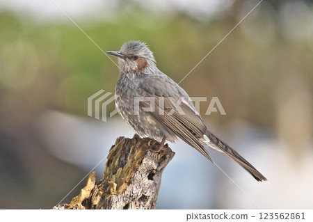 Bulbul Bulbul 123562861
