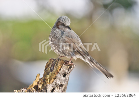 Bulbul Bulbul 123562864