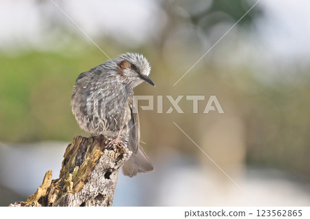 Bulbul Bulbul 123562865