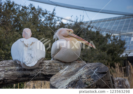 偉大的白色鵜鶘在神戶動物王國 123563298