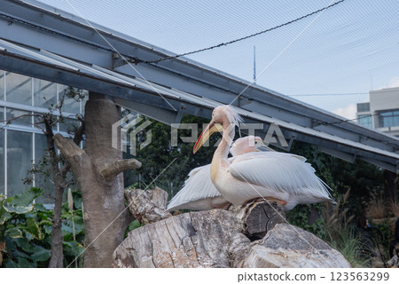 Great white pelican in the Kobe Animal Kingdom 123563299