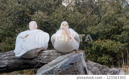 偉大的白色鵜鶘在神戶動物王國 123563301