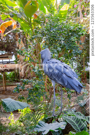 Kobe animal kingdom's eagle Kobe animal kingdom's eagle 123563306