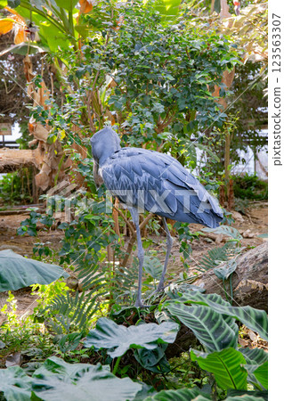 Kobe animal kingdom's eagle Kobe animal kingdom's eagle 123563307