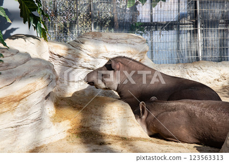 America's tapir in Kobe Animal Kingdom 123563313