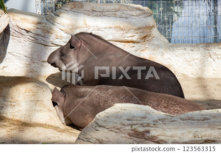 America's tapir in Kobe Animal Kingdom 123563315