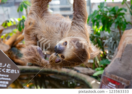 Kobe Animal Kingdom's cover game Kobe Animal Kingdom's cover game 123563333