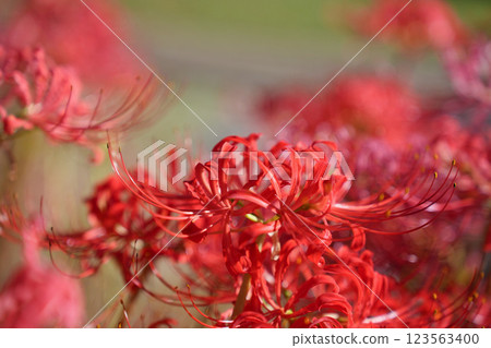 The Sparkle of the Japanese Higanbana 123563400