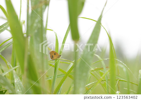 The rare and endangered butterfly, the demersal hawkweed 123563402