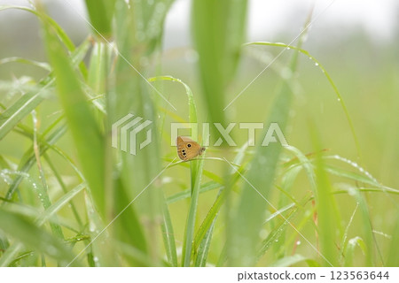 The rare and endangered butterfly, the demersal hawkweed 123563644