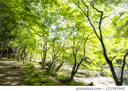 Sparkling new greenery in Okutsu Valley 123563942