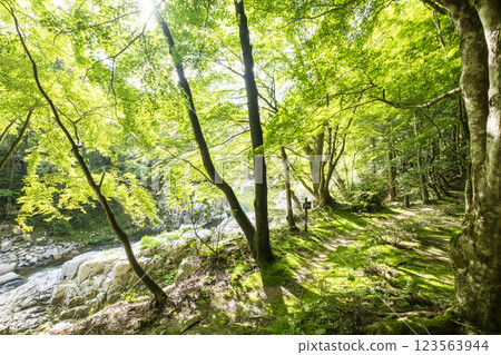 Sparkling new greenery in Okutsu Valley Sparkling new greenery in Okutsu Valley 123563944