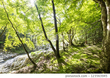 Sparkling new greenery in Okutsu Valley Sparkling new greenery in Okutsu Valley 123563945