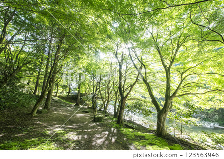 Sparkling new greenery in Okutsu Valley Sparkling new greenery in Okutsu Valley 123563946