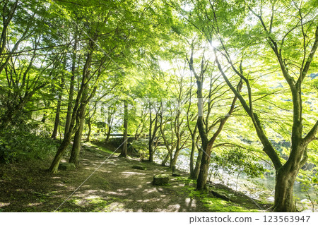 Sparkling new greenery in Okutsu Valley 123563947