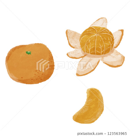 Mandarin orange hand-drawn color illustration set 123563965
