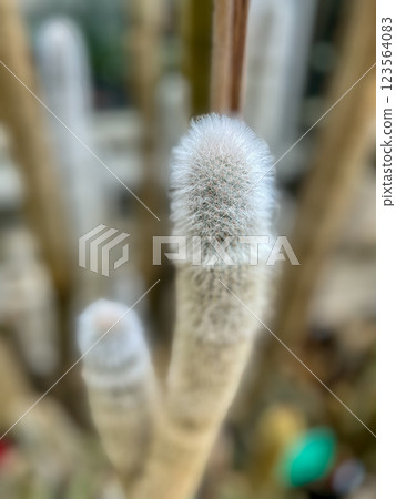 Close up of cactus in a pot. Selective focus on its top. Close up of cactus in a pot. Selective focus on its top. 123564083