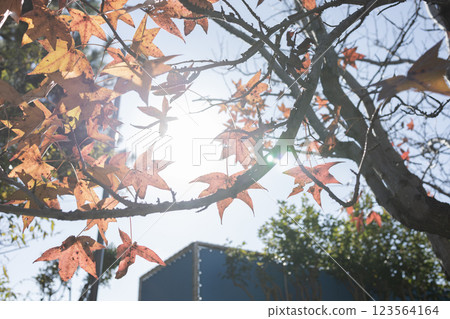 Autumn sunlight shining through the gaps in the leaves 123564164