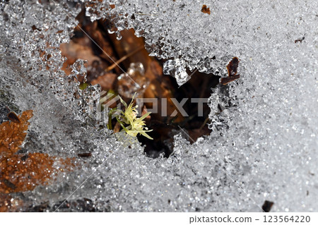 雪融化後,山上的日本毛茛花盛開。 雪融化後,山上的日本毛茛花盛開。 123564220
