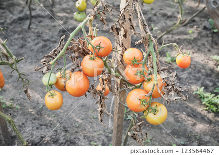 Tomato bush with twisted brown leaves affected by late blight 123564467