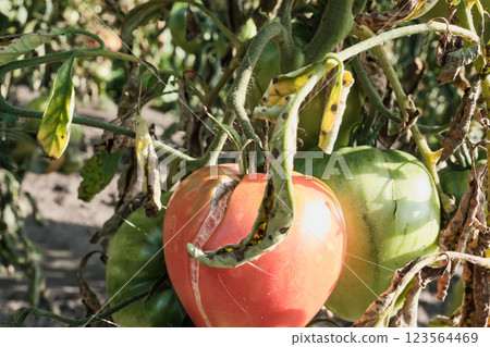 Close-up of ripe and unripe tomatoes with disease on a vine in a sunlit garden 123564469