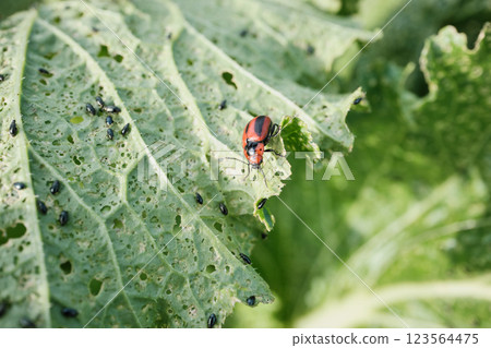 Close-up of cabbage leaf perforated by cruciferous flea beetle and red beetles 123564475