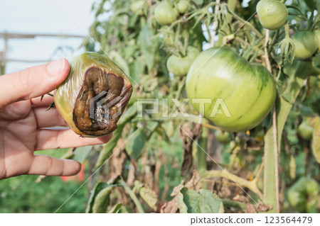 Female farmer showing diseased tomato close-up 123564479