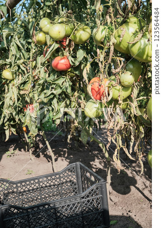 Ripe and unripe tomatoes with signs of disease on vine in sunlit garden Ripe and unripe tomatoes with signs of disease on vine in sunlit garden 123564484