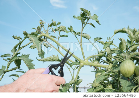 Trimming tomato plant branches under clear sky Trimming tomato plant branches under clear sky 123564486