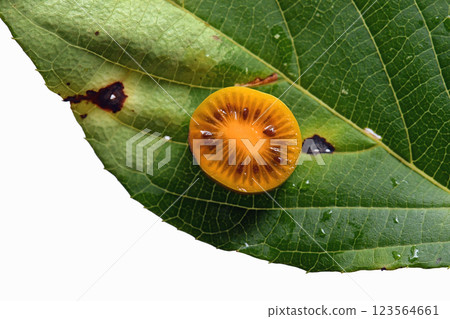 秋季山區生長的銀藤的美味果實。 123564661