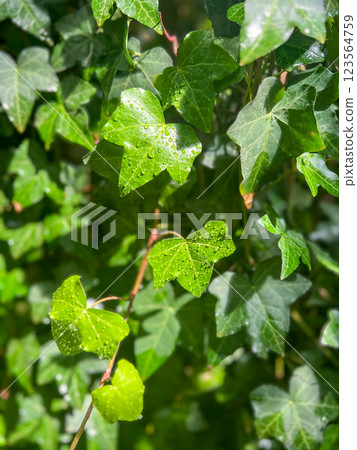 Green ivy leaves with dew drops close up. Natural background 123564759
