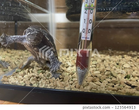 烏龜在水箱裡游泳 123564913