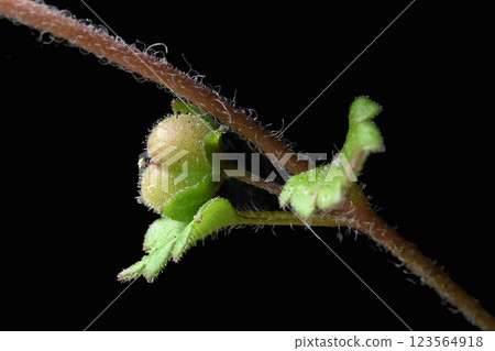 柿子的果實，一種瀕臨滅絕的物種，被擠到了大自然的角落 123564918