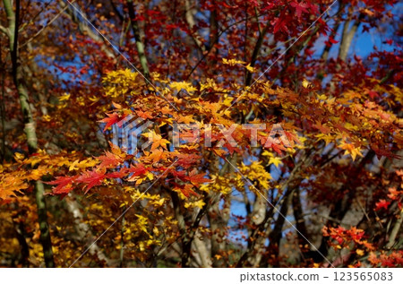 Autumn leaves at Somanosato Keiryu Park in Yabe Village Autumn leaves at Somanosato Keiryu Park in Yabe Village 123565083