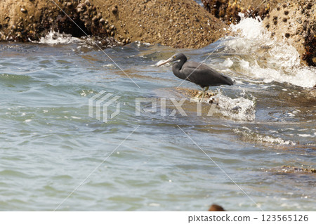 Kurosagi Kurosagi 123565126